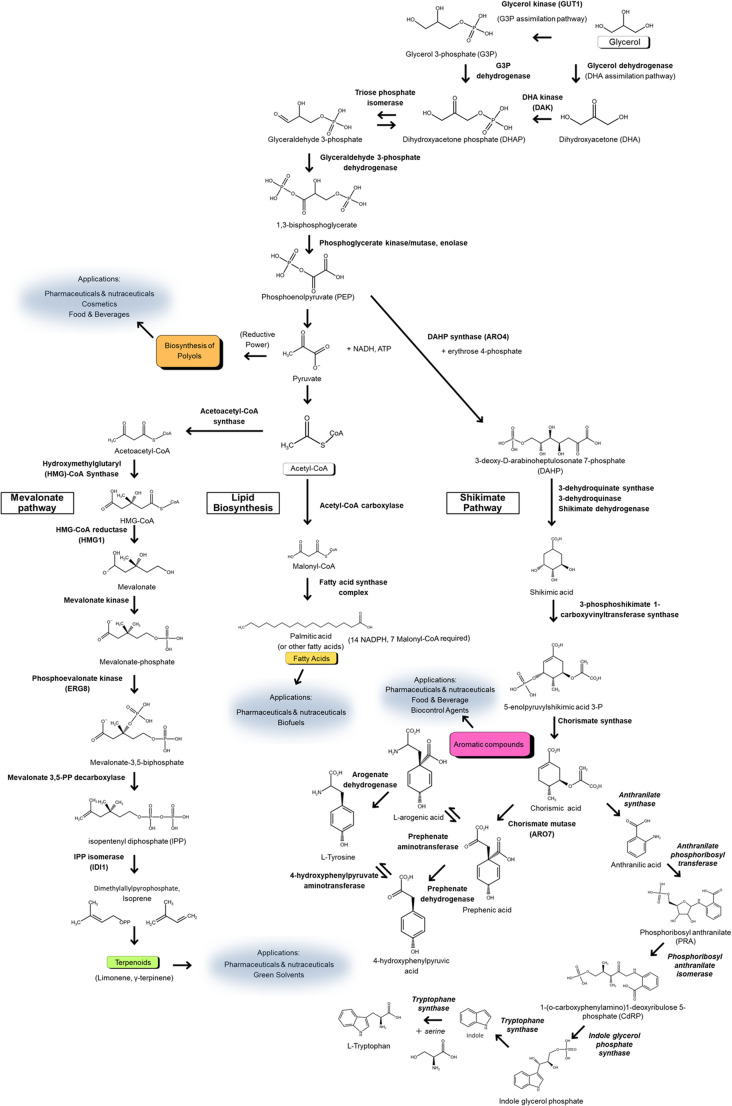 Harnessing glycerol for secondary metabolite biosynthesis in microorganisms.