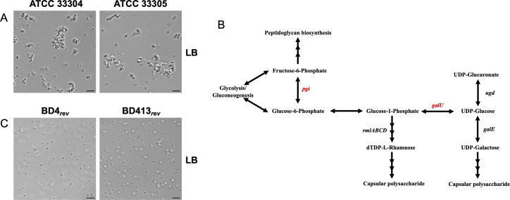 Genome evolution of <i>Acinetobacter baylyi</i> ADP1 during laboratory domestication: acquired mutations impact competence and metabolism.