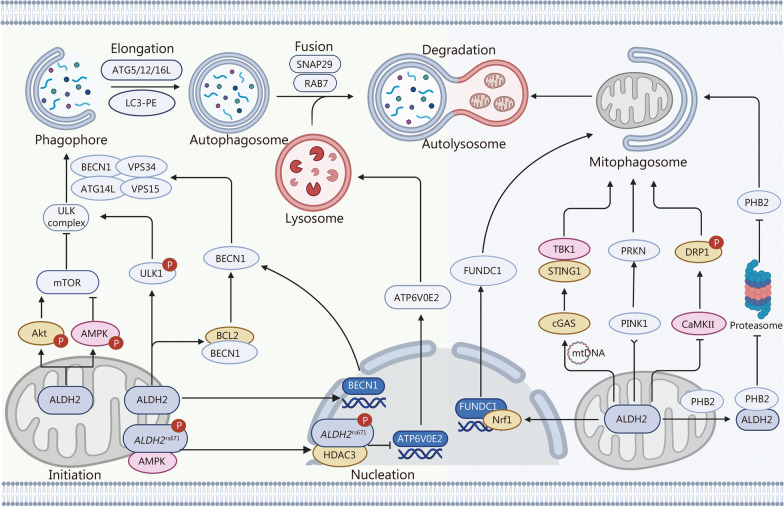 ALDH2 in autophagy and cell death: molecular mechanisms and implications for diseases.