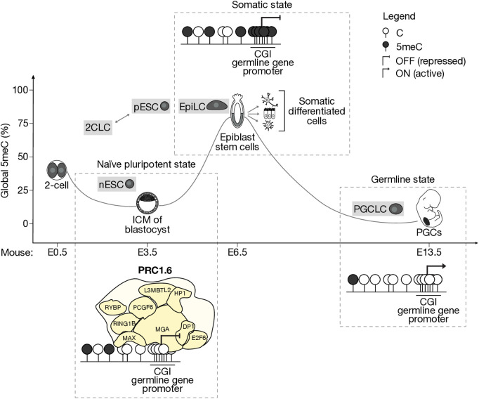 Epigenetic relay: Polycomb-directed DNA methylation in mammalian development.