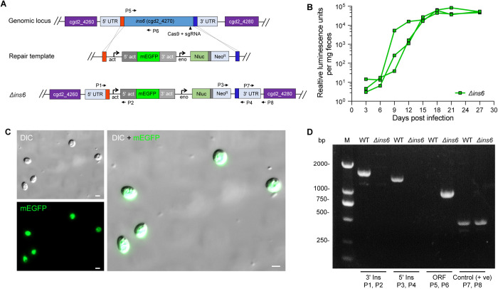 Cryptosporidium parvum protease INS6 plays an important role in parasite proliferation and pathogenicity.