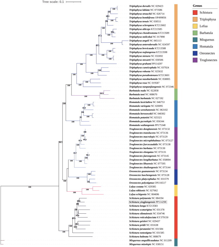 Complete mitochondrial genome of <i>schistura yingjiangensis</i> (Zhu 1982) (cypriniformes: nemacheilidae): insights into its features and phylogenetic relationships.