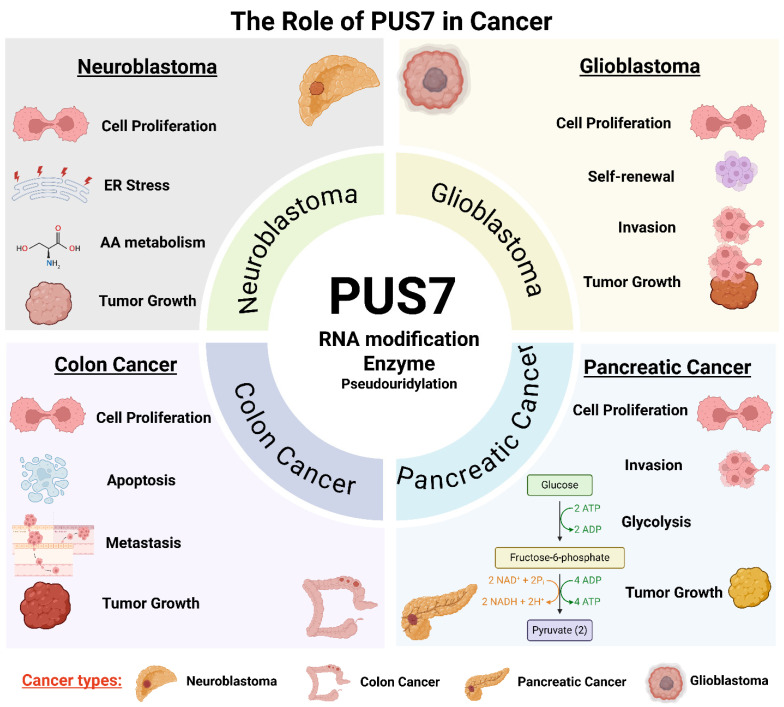 Pseudouridine Synthase 7 in Cancer: Functions, Mechanisms, and Therapeutic Potential.