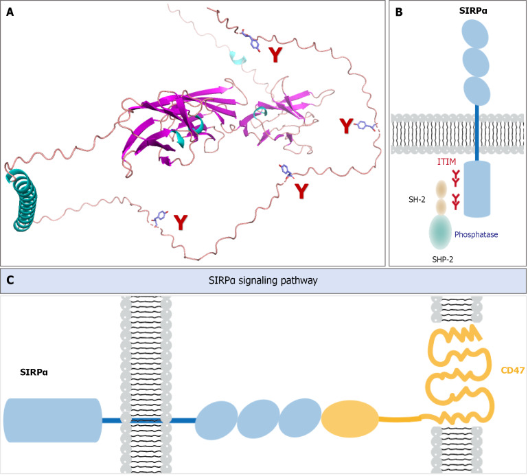 Immune checkpoint molecules signal regulatory protein alpha in the development of hepatocellular carcinoma.
