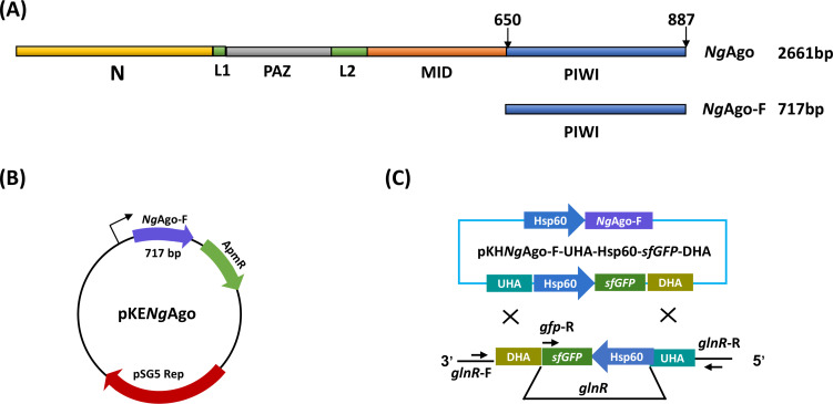 Application of <i>Ng</i>Ago-mediated genome editing in <i>Mycobacterium smegmatis</i>.