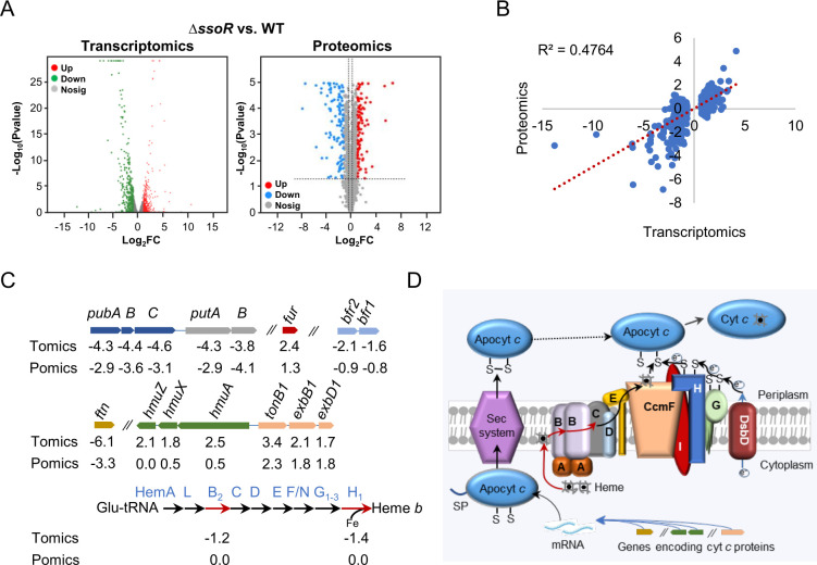 Regulation of iron homeostasis by Fur and atypical response regulator SsoR via derepressor-inhibitor oscillation in <i>Shewanella oneidensis</i>.