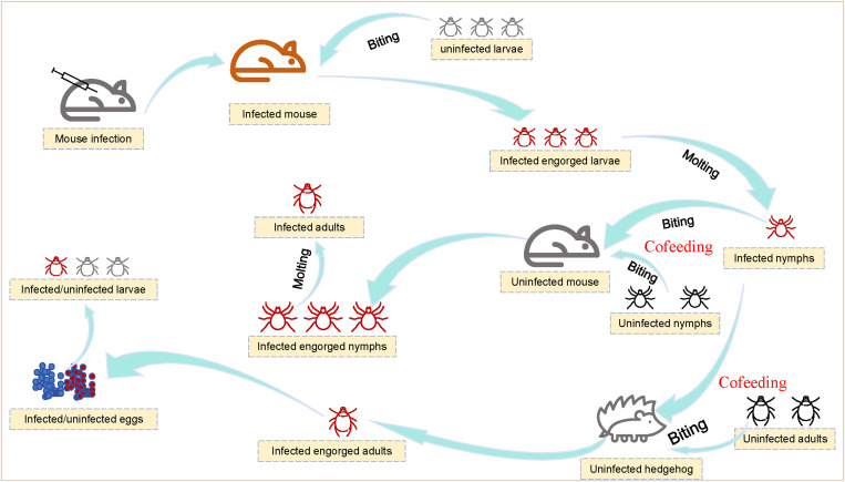 Roles of tick-cofeeding hedgehogs in the natural transmission of spotted fever group Rickettsia.