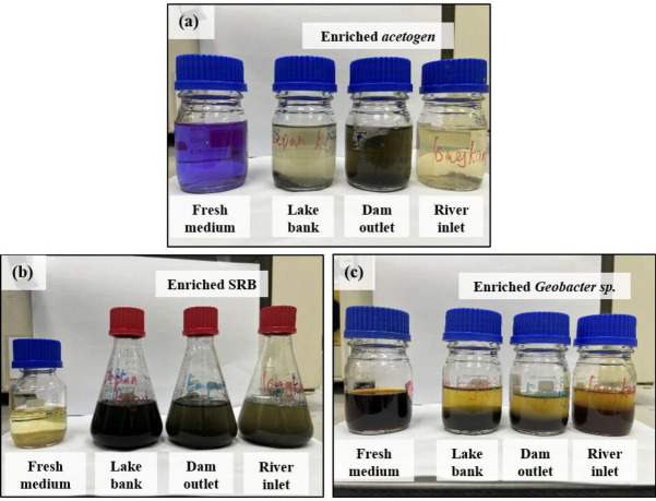 Preconditioned microbial communities in electrochemical sensing: initial assessment of detection capabilities and durability.