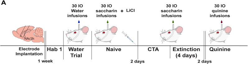 High Gamma Activity in the Infralimbic Cortex to Nucleus Accumbens Shell Pathway Modulates Innate Aversion Differentially across Sex.
