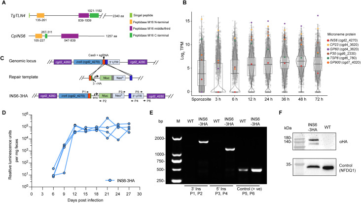 Cryptosporidium parvum protease INS6 plays an important role in parasite proliferation and pathogenicity.