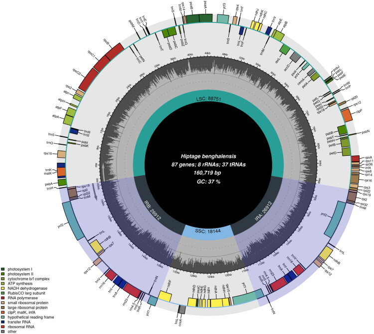 The complete chloroplast genome of <i>Hiptage benghalensis</i> (L.) Kurz and its phylogenetic analysis in malpighiaceae.