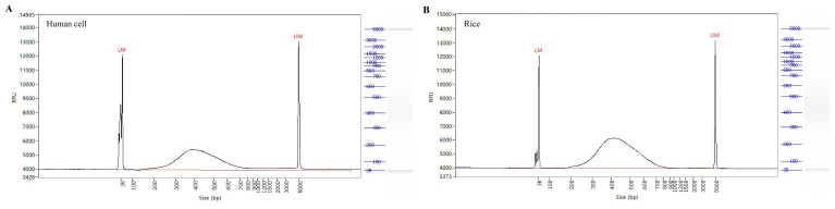Simultaneous Capture of Chromatin-Associated RNA and Global RNA-RNA Interactions With Reduced Input Requirements.