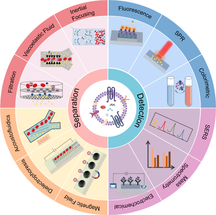 Integrated microfluidic platforms for extracellular vesicles: Separation, detection, and clinical translation.