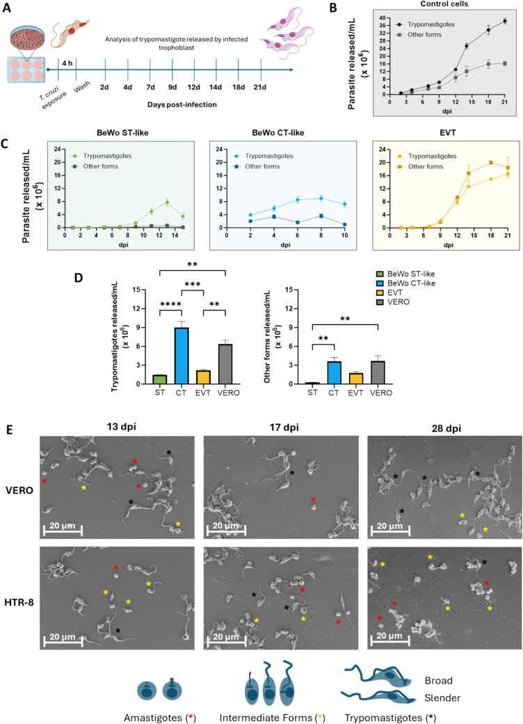 Differential susceptibility of human placental trophoblasts to Trypanosoma cruzi infection.