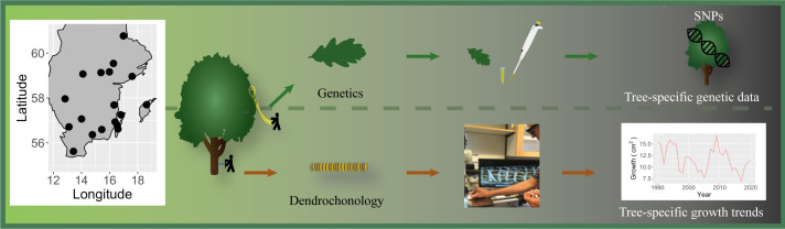 Among-individual asynchrony but not genetic diversity is associated with temporal stability of tree growth in natural <i>Quercus robur</i> oak stands.