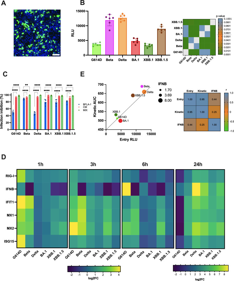Evaluation of respiratory virus transmissibility and resilience from fomites: the case of 11 SARS-CoV-2 clinical isolates.
