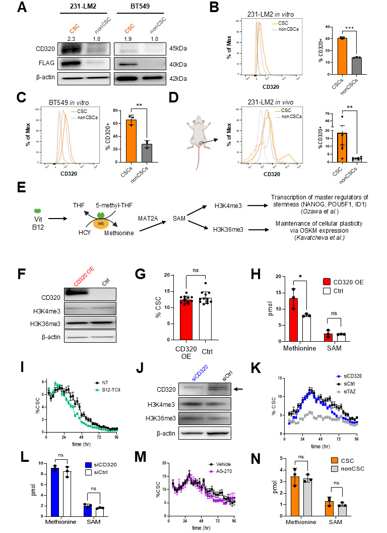 CD320 expression is increased in breast cancer stem cells but does not promote their expansion or alter key histone methylation marks.