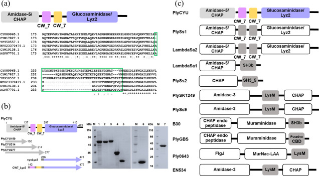PlyCYU endolysin targeting <i>Streptococcus agalactiae</i> exhibits a CHAP activity and a glucosaminidase domain mediating multimerization.
