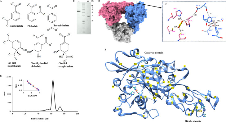 Structure-guided engineering of an aromatic ring-hydroxylating dioxygenase for broad-spectrum phthalate degradation.