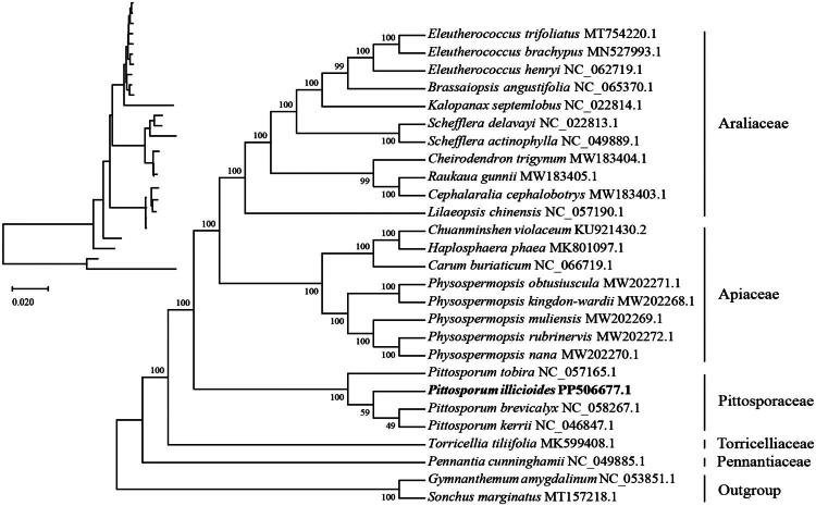 The complete chloroplast genome sequence of <i>Pittosporum illicioides</i> Makino, 1900 (Pittosporaceae).