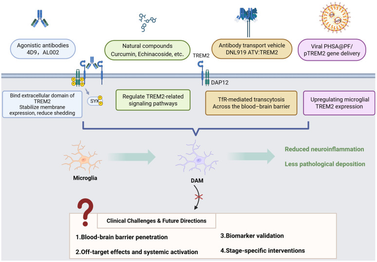 TREM2 in Neurodegenerative Diseases: Mechanisms and Therapeutic Potential.