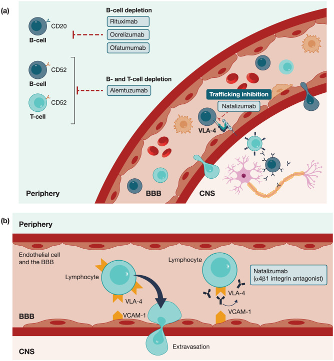 Twenty years of natalizumab in multiple sclerosis: lessons learned and future outlook.