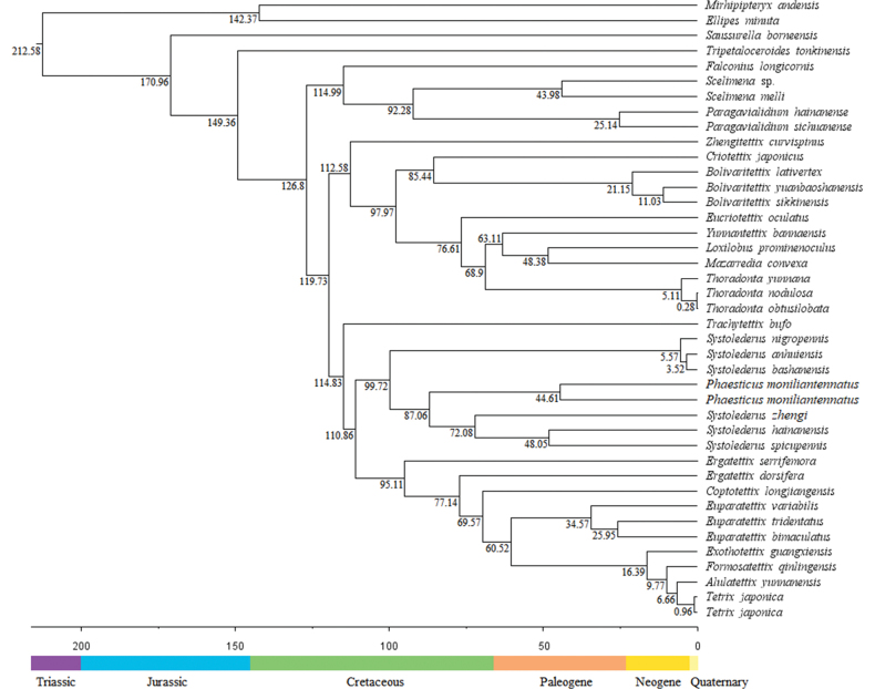 ﻿New insights into the phylogeny of Tetrigoidea (Insecta, Orthoptera), with the announcement of the first mitogenome of the genus <i>Phaesticus</i>.