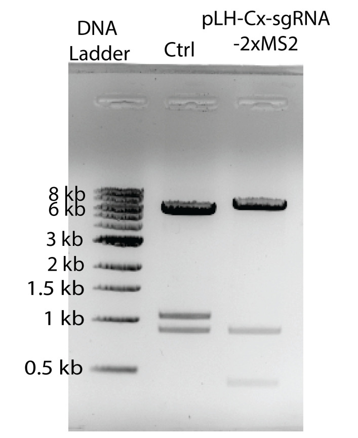 Real-Time Imaging of Specific Genomic Loci With CRISPR/dCas9 in Human Cells Using CRISPRainbow.