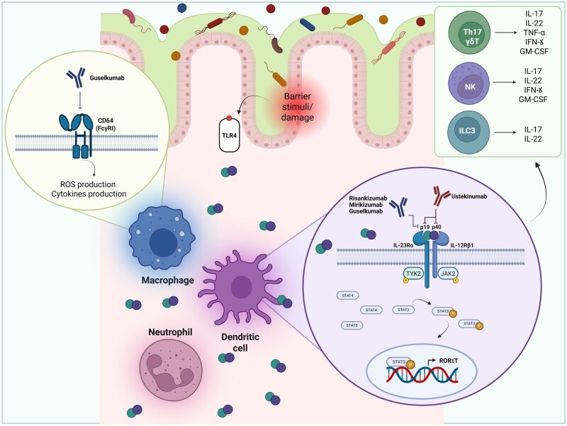 Practical considerations for the use of IL-23p19 inhibitors in inflammatory bowel disease: how to choose between them and why it matters?