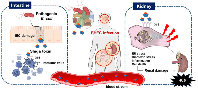 Advanced Three-Dimensional Cell Culture Models for Investigating Enterohaemorrhagic <i>Escherichia coli</i> Pathogenesis and Shiga Toxin-Mediated Injury.