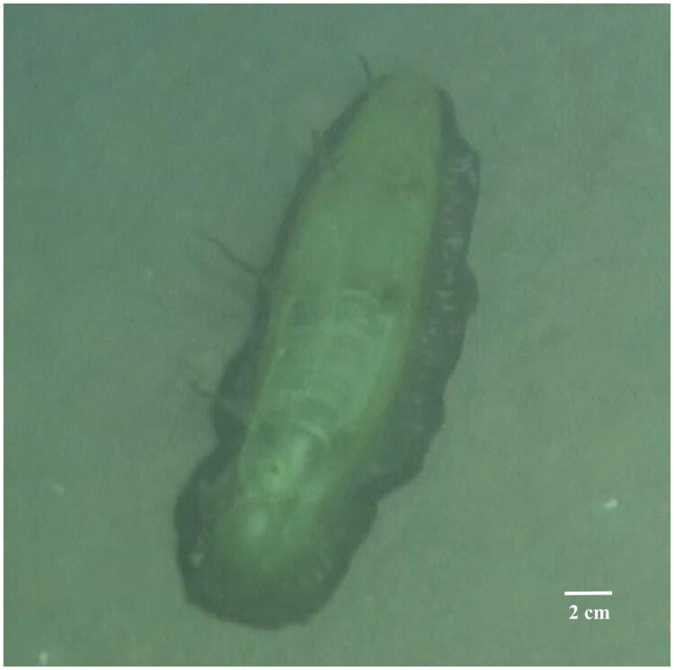 Characterization and phylogenetic analysis of the complete mitochondrial genome of <i>Benthodytes gosarsi</i> Gebruk 2008 (echinodermata: holothuroidea: elasipodida) from deep-sea environments.