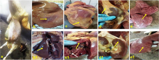 Climate change and the emergence of Rift Valley fever virus: a pathological and environmental study of sheep jaundice in Egyptian slaughterhouses.