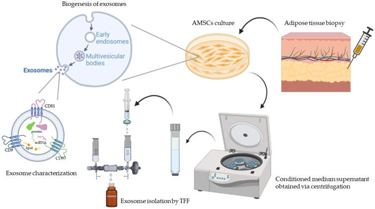 The Anti-Aging Effects of Adipose-Derived Mesenchymal Stem Cell Exosomes on Skin and Their Potential for Personalized Skincare Applications.