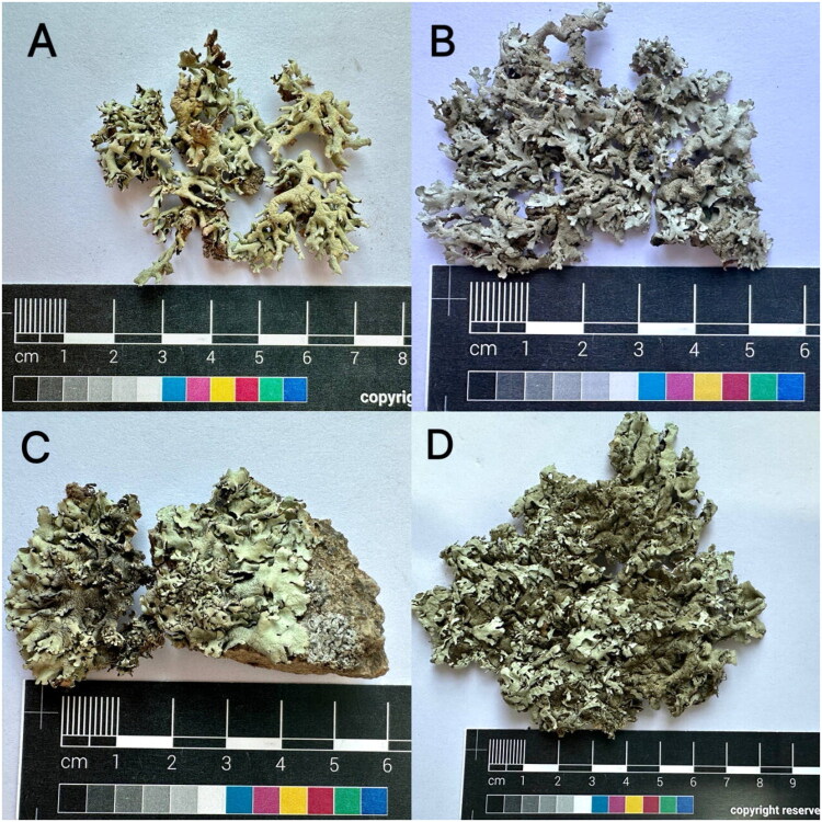 Characterization and phylogenetic analysis of the mitochondrial genomes of four <i>Xanthoparmelia</i> (Vain.) Hale lichen fungi.