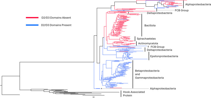 Rescue of bacterial motility using two- and three-species FliC chimeras.