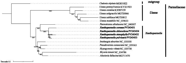Characterization and phylogenetic analysis of the mitochondrial genomes of four <i>Xanthoparmelia</i> (Vain.) Hale lichen fungi.