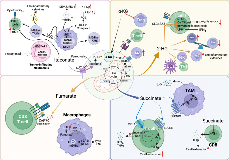 TCA cycle-derived oncometabolites in cancer and the immune microenvironment.