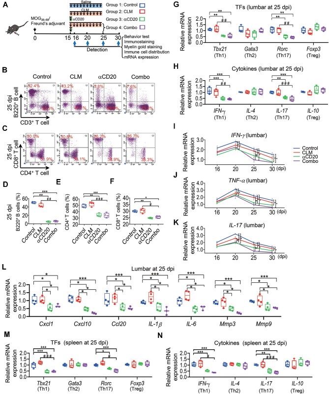 Combination therapy dramatically promotes remyelination.