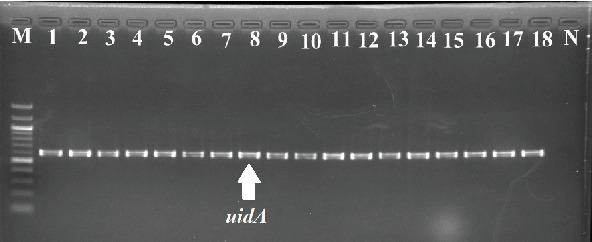 Multidrug-Resistant Virulent <i>Escherichia coli</i> Strains in Cattle: Implications on Food Safety and Public Health.