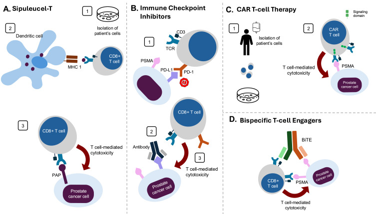 Prostate Cancer Immunotherapy: Time to Move Beyond Checkpoint Inhibitors.