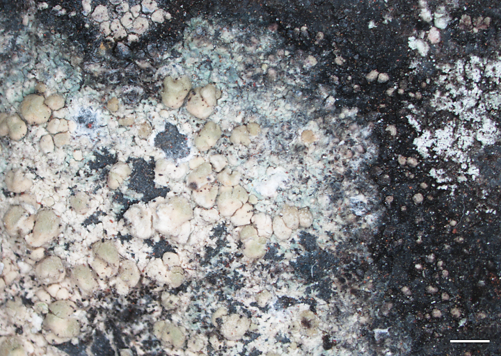 ﻿A synopsis of the genus <i>Pulvinora</i> Davydov, Yakovcz. & Printzen (Lecanoraceae, Lecanorales).