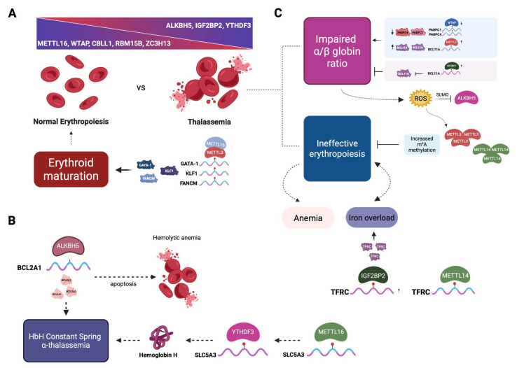 m<sup>6</sup>A mRNA Methylation in Hematopoiesis: The Importance of Writing, Erasing, and Reading.