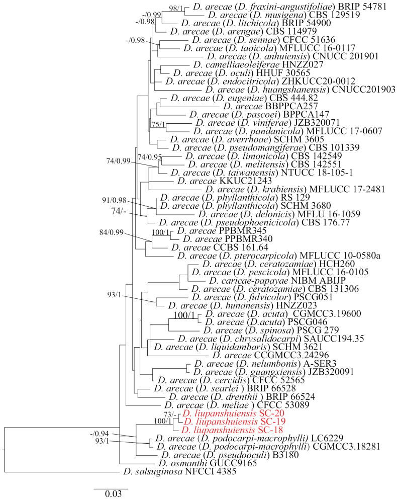 ﻿Two new species of <i>Diaporthe</i> (Diaporthaceae, Diaporthales) from <i>Actinidia chinensis</i> in Guizhou Province, China.