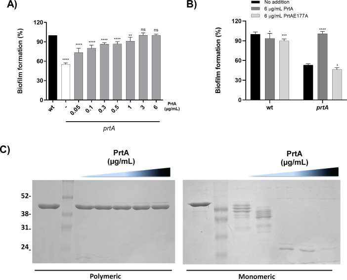 PrtA-mediated flagellar turnover is essential for robust biofilm development in <i>Serratia marcescens</i>.