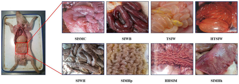 An intelligent diagnostic method for porcine gastrointestinal infectious diseases based on multimodal AI and large language model.