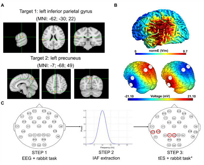Individual alpha frequency tACS modifies the detection of space-time optical illusion.