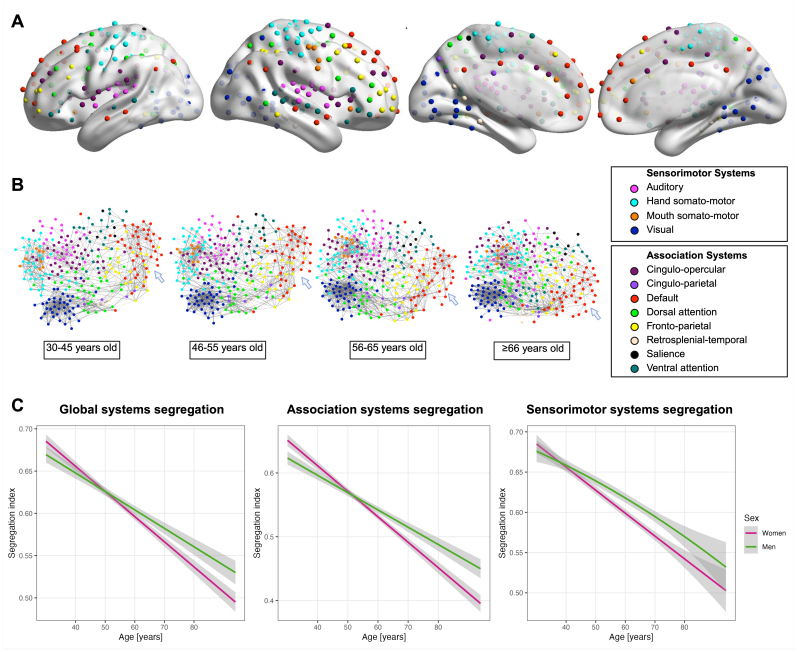 Neuropathology determines whether brain systems segregation benefits cognitive performance.
