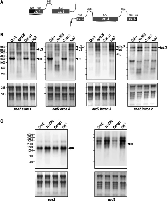PPR596 Is Required for nad2 mRNA Splicing and Complex I Biogenesis in Mitochondria of Arabidopsis thaliana.