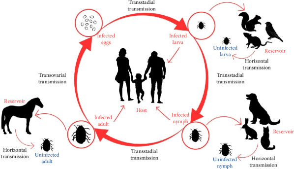 Rickettsiosis Infections in Sarawak: Epidemiological Insights and Public Health Strategies.