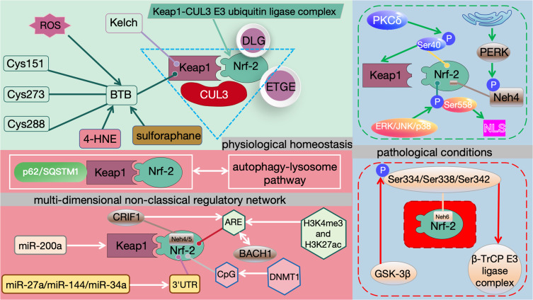 The Nrf Family and Its Cardioprotective Potential: Mechanisms, Functions, and Therapeutic Perspectives.